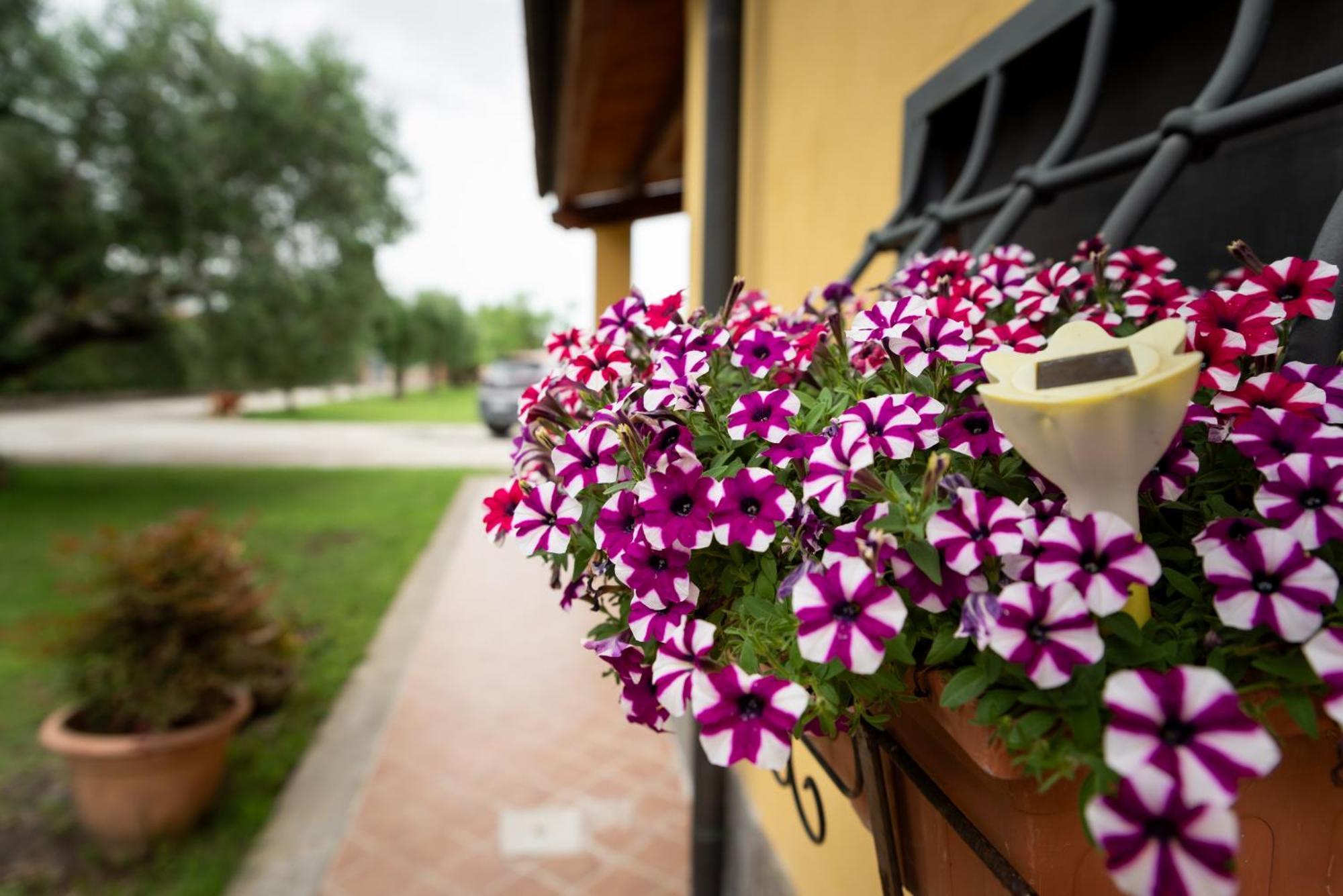 L'Antico Vigneto Hotel Marino Exterior foto